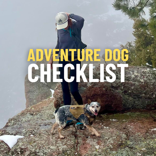 Camping With Your Dog