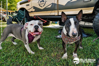 dogs of RTTR 2021