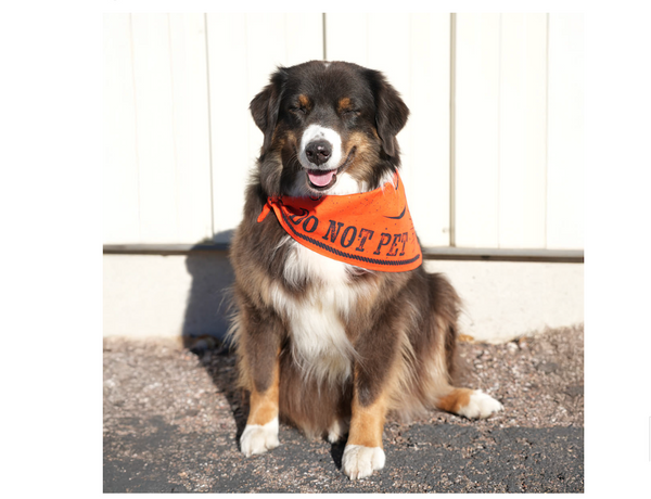 Boundary Bandana | Peak by Ray Allen