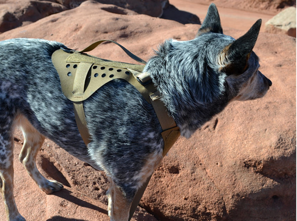 Quandary Harness | Peak by Ray Allen