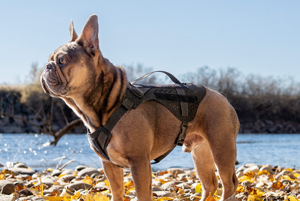 Quandary Harness | Peak by Ray Allen