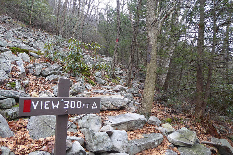 Rothrock Lizard Map 7th Edition, Pennsylvania